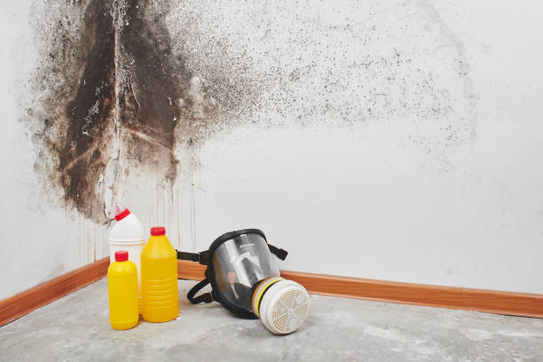Best Basement Mold Remediation in Winters, TX