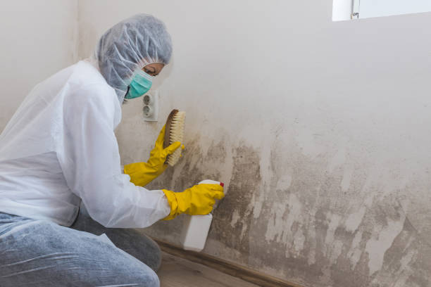 Best Attic Mold Remediation in Winters, TX