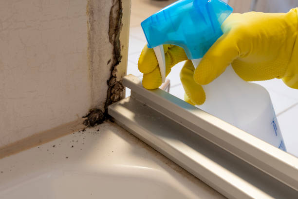 Best Basement Mold Remediation in Winters, TX