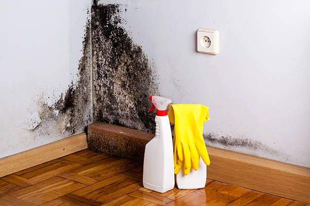 Best Post-Flood Mold Remediation in Winters, TX