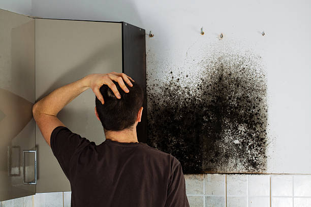Best Emergency Mold Remediation in Winters, TX