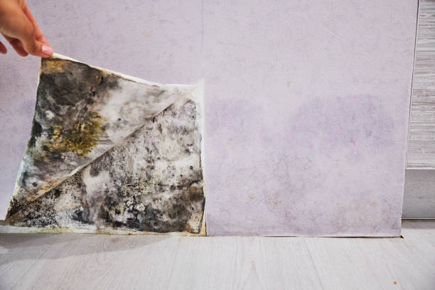 Best Commercial Mold Remediation in Winters, TX